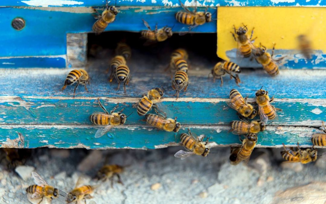 Beekeeping: Protecting Hives Against Predators and Thieves | Radio ...
